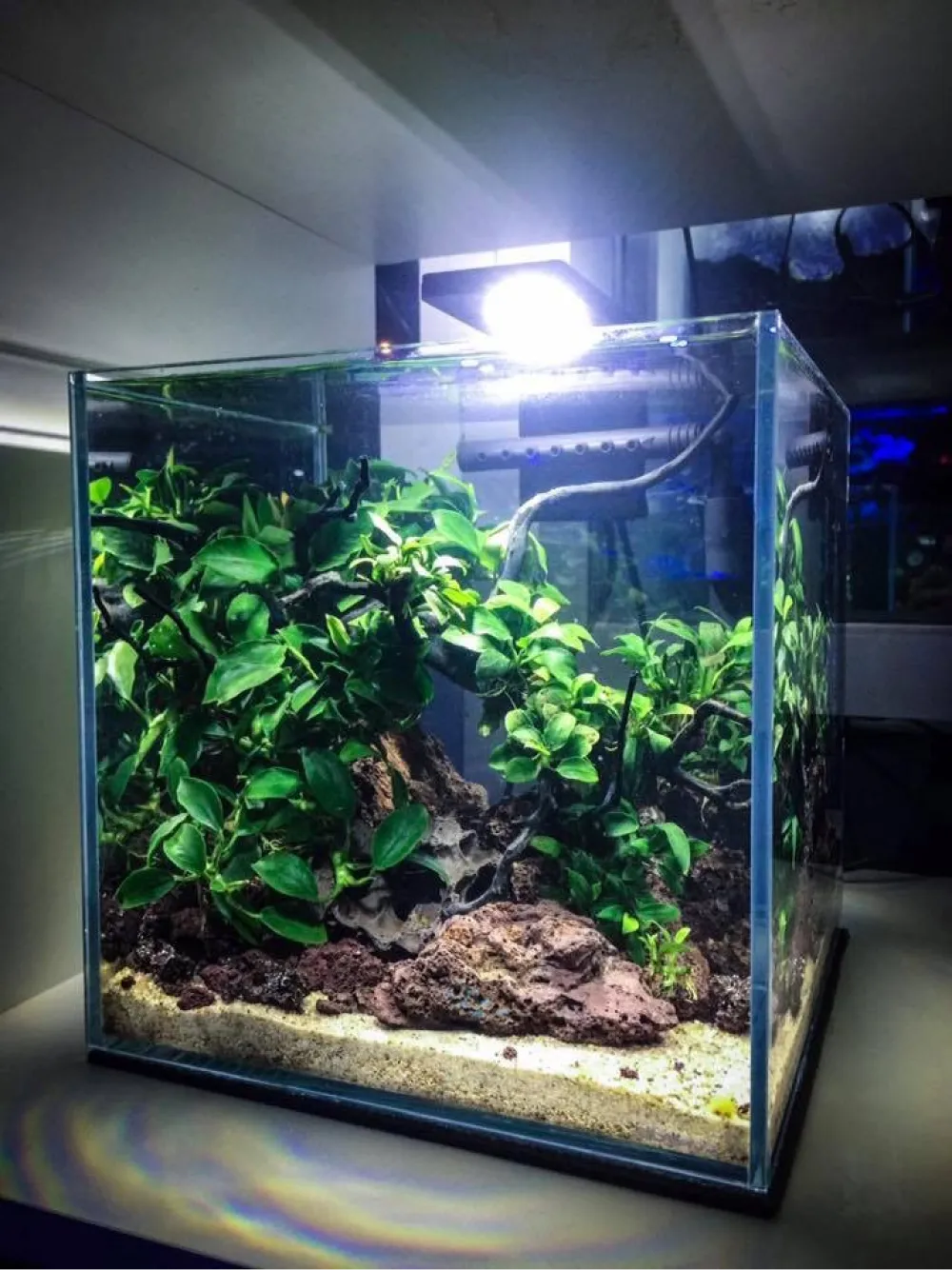 Planted Aquarium Setup